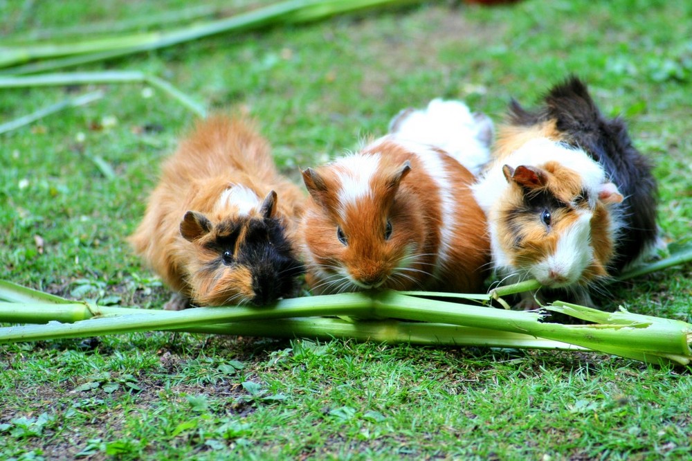 Dit zijn de meest geschikte huisdieren voor gezinnen met kindere